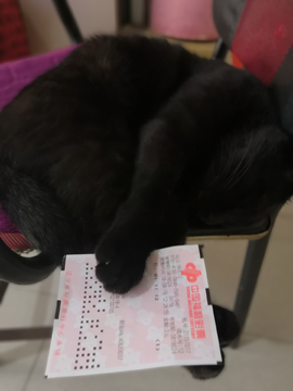 猫彩票