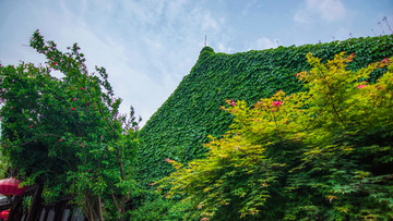 爬山虎