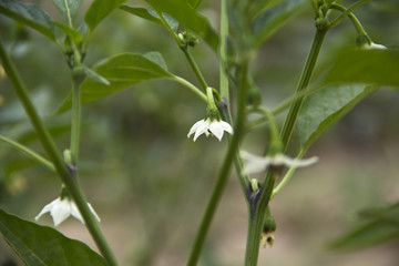 辣椒开花