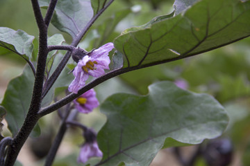 茄子开花