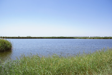 金马湖的芦草