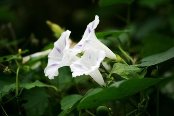 喇叭花
