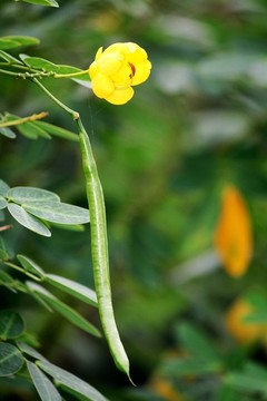 黄花槐