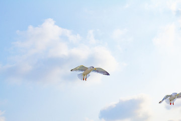 海鸥