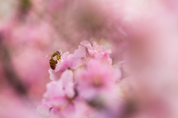 在花丛中的蜜蜂