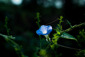 蓝色喇叭花