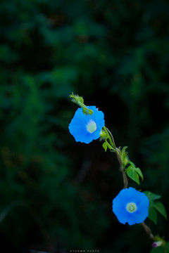 蓝色喇叭花