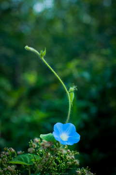 牵牛花