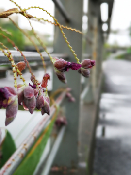 雨后的中央公园