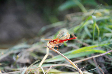 停留的红蜻蜓