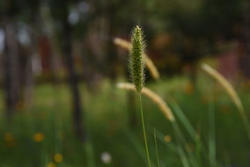 狗尾草特写