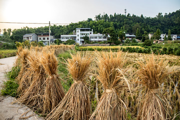 田园风光