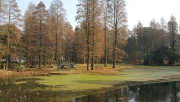 秋天的池塘