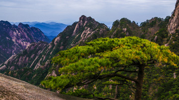 黄山松树