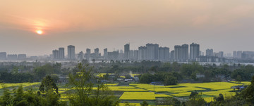 油菜花乡村城市背景