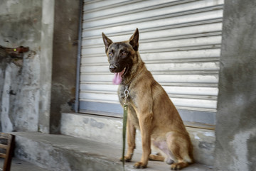 马犬