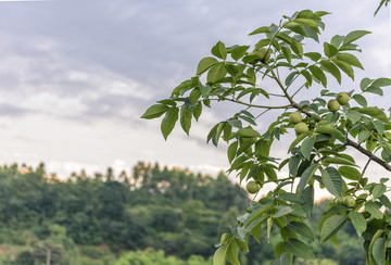 核桃树