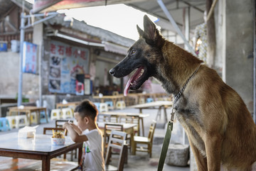 马犬