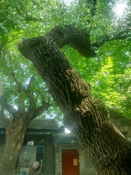 北京胡同古树