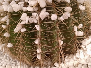仙人球
