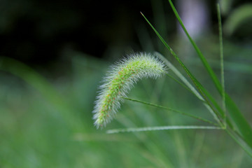 狼尾草