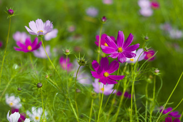 格桑花