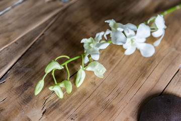 一枝白色洋兰花