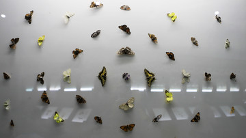蝴蝶标本墙