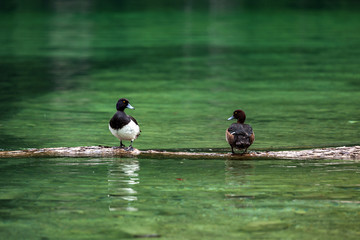 德国国王湖中的鸭子