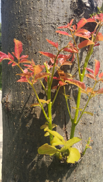 红叶植物树树芽