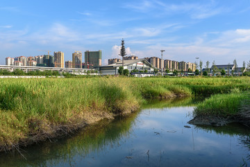城市背景水稻稻田