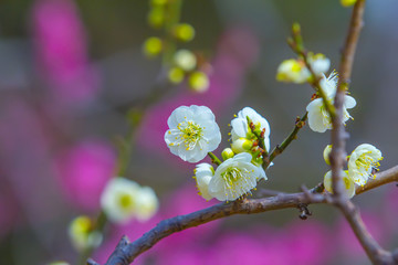 梅花