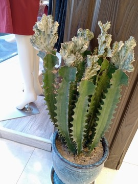 仙人掌