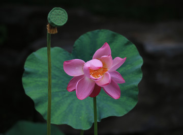 荷花