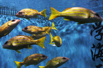 水族馆