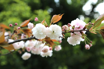 樱花特写