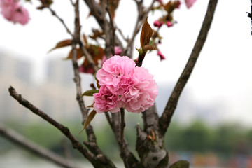 高清樱花特写