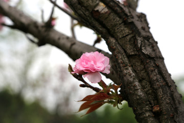 樱花朵朵