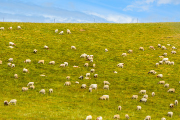 西藏牧场羊群