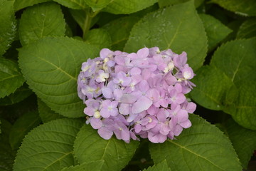 绣球花