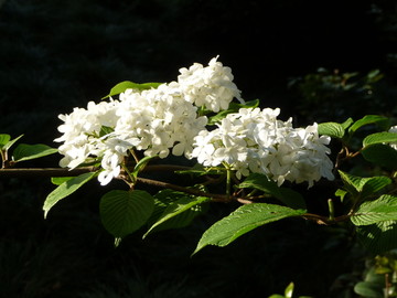 绣球花