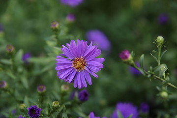 紫色野菊花朵