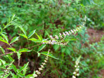 蚊香草