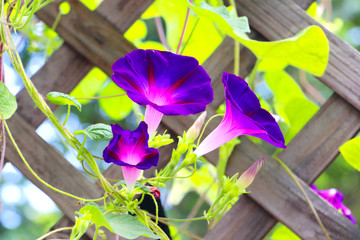 牵牛花