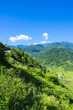 山野