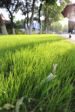 嫩绿的草地草坪绿地素材