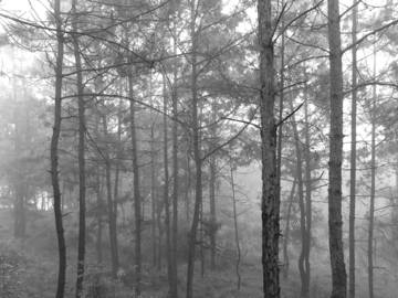 迷雾森林