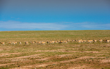 西藏可可西里草原高原羚羊群