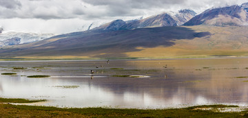 西藏日喀雪山冰川湖泊飞鸟