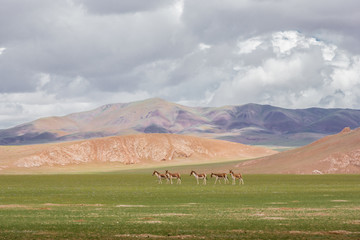 西藏阿里蓝天白云高山原野藏野驴